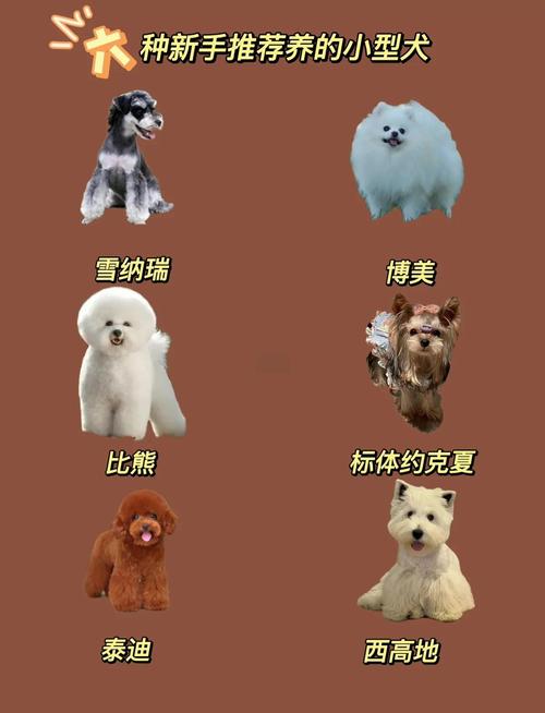 可爱活泼，适合家庭，需细心呵护（小体型瘦小的宠物狗有什么）