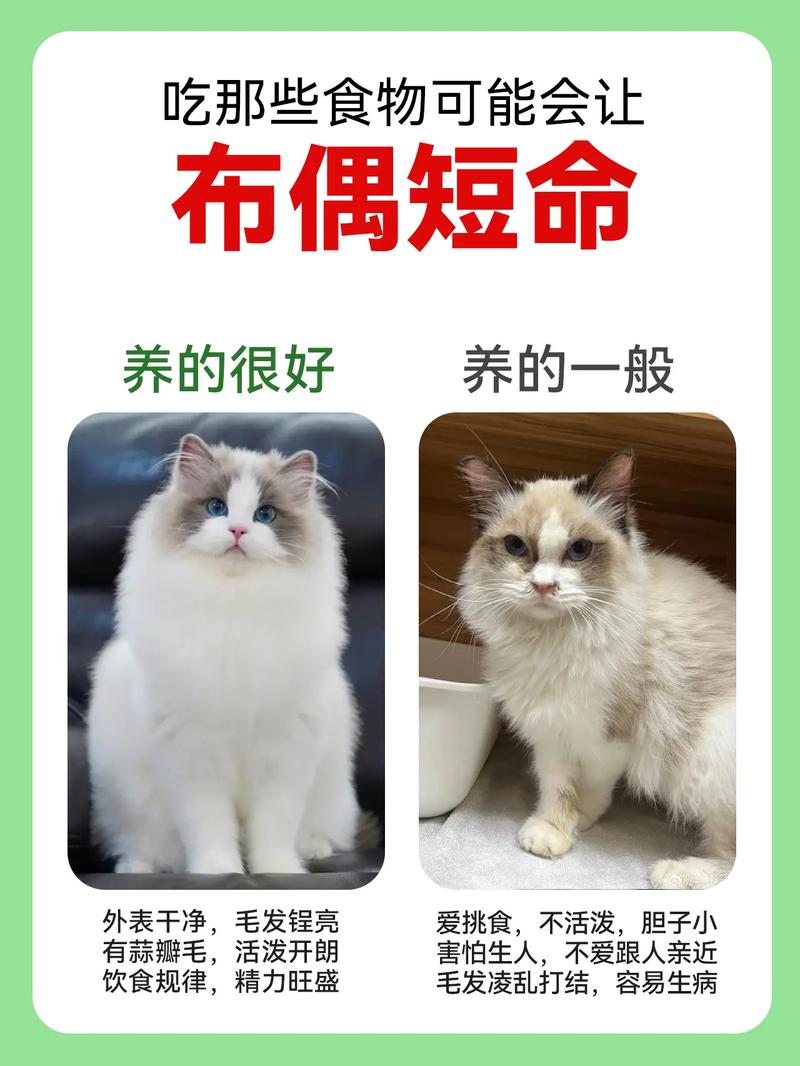 养布偶猫代价大，需考虑经济精力与情感（布偶猫为什么不建议养）
