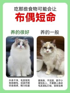 养布偶猫代价大，需考虑经济精力与情感（布偶猫为什么不建议养）