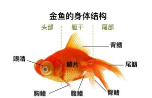 红白花龙睛鹤顶红黑龙睛和红龙睛（金鱼品种大全及图解）
