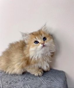 英短稳美短活布偶粘曼基康萌（性格最温顺的猫咪）