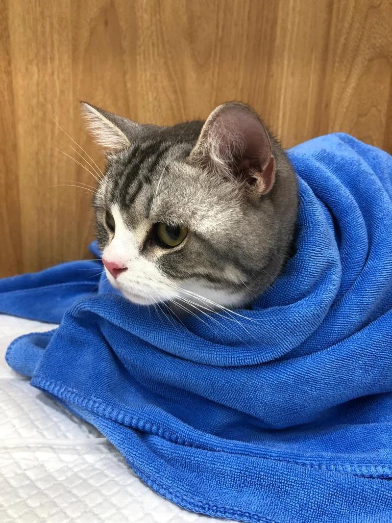 猫咪体温低要送医，别耽误！（猫咪体温低）