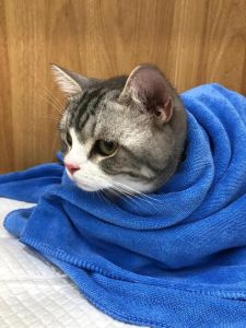 猫咪体温低要送医，别耽误！（猫咪体温低）