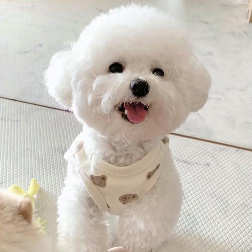 小型犬外形甜美受欢迎（体型小好看的宠物狗）