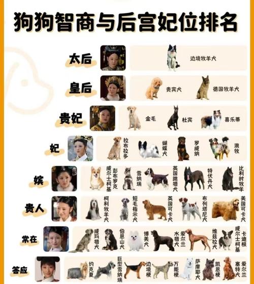牧牛犬警犬泰迪导盲犬牧羊犬！（聪明的狗狗排行榜）