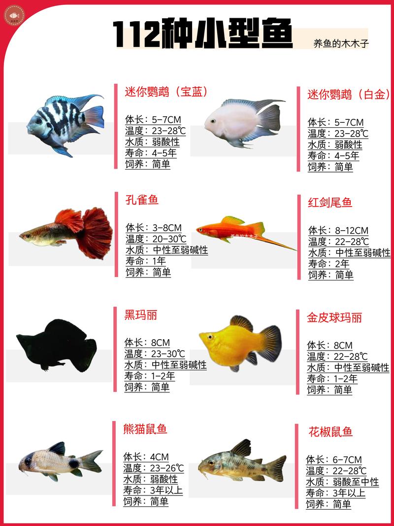 观赏鱼种类多，从小型到大型，选择丰富（体型小的观赏鱼有啥）