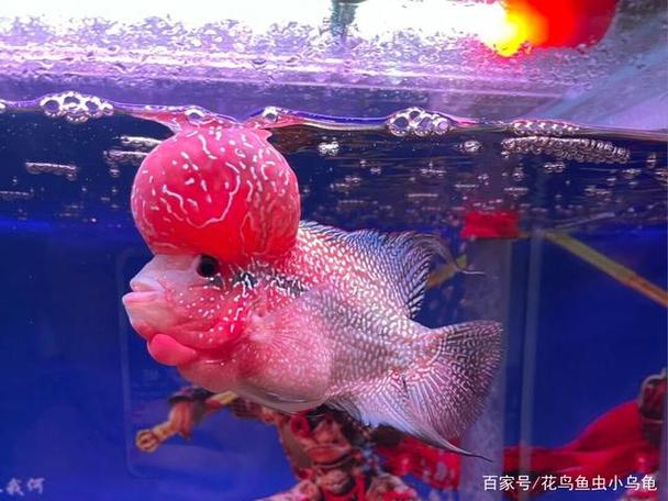 狮子头金鱼养出完美头瘤的秘诀（头上长个包的观赏鱼）