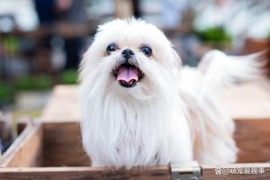 治愈系狗狗高清图片，缓解压力，做手机壁纸（宠物狗图片）