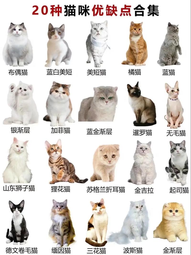 选对猫咪，养出幸福家！（纯种猫图鉴170余种）