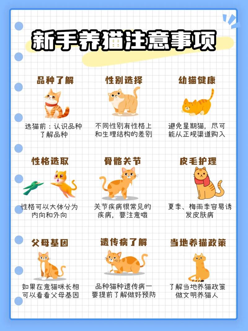 健康到家，耐心陪伴（收养流浪猫注意事项）