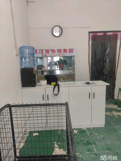 孔雀鱼虎皮鱼螃蟹等（水族宠物易养排名）
