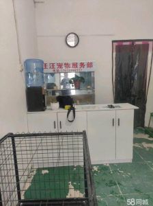 孔雀鱼虎皮鱼螃蟹等（水族宠物易养排名）