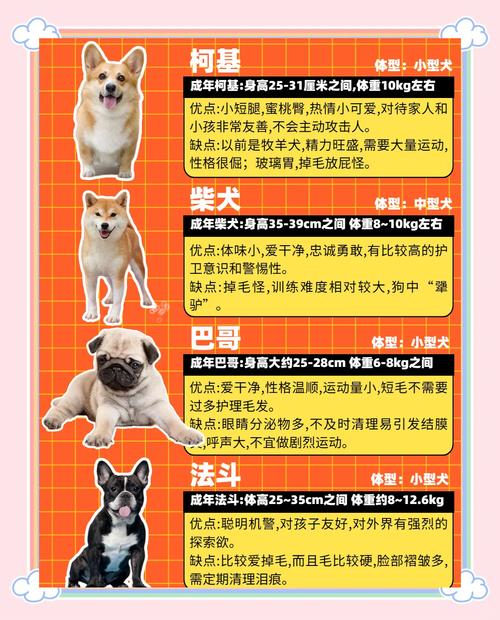 楼上养狗，选小体型安静犬（最适合楼上居住的5种狗）