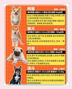 楼上养狗，选小体型安静犬（最适合楼上居住的5种狗）