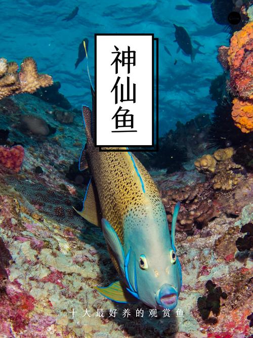 几种好养鱼种及简单方法（好养的观赏鱼有哪些）