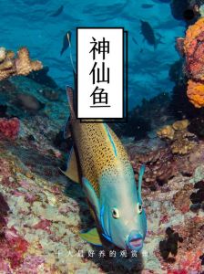 几种好养鱼种及简单方法（好养的观赏鱼有哪些）