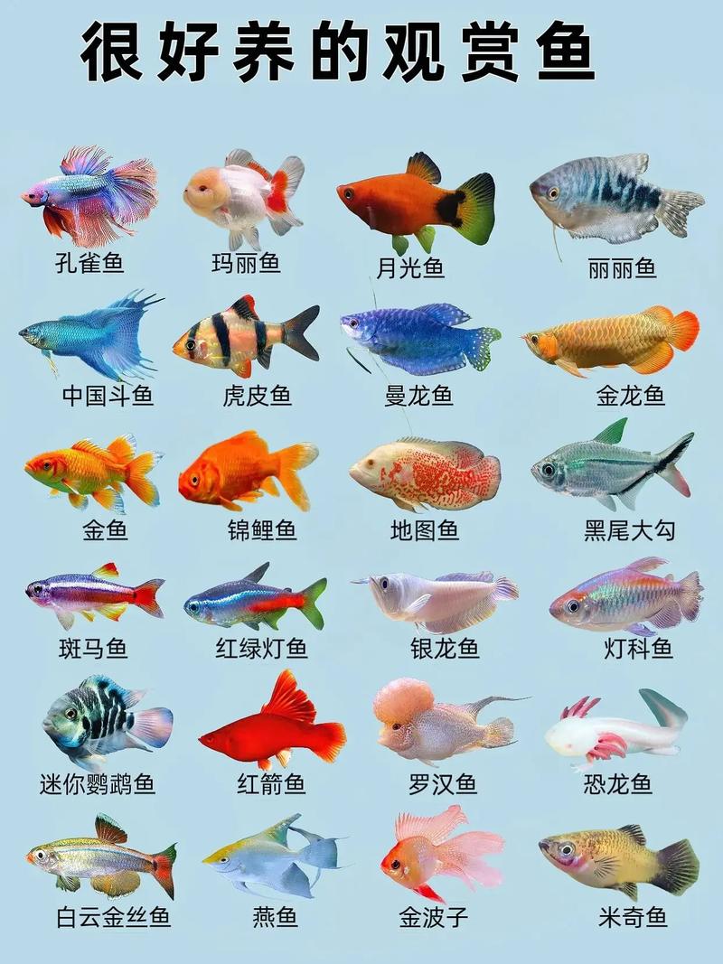 皮实好养的小型鱼，轻松有趣，放松解压（适合家养的水族宠物）