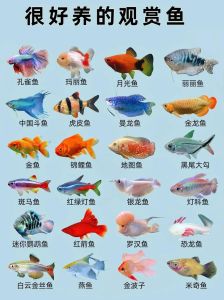 皮实好养的小型鱼，轻松有趣，放松解压（适合家养的水族宠物）