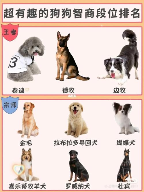 边牧贵宾德牧各有长，训练需创新！（宠物狗智商排行榜）