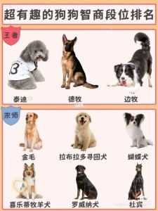 边牧贵宾德牧各有长，训练需创新！（宠物狗智商排行榜）