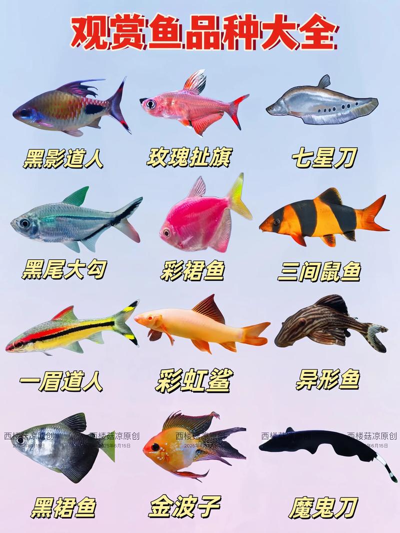 食人鱼电鳗等水族箱王者（十大最凶猛观赏鱼排行榜）