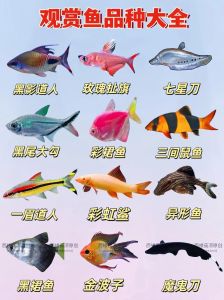 食人鱼电鳗等水族箱王者（十大最凶猛观赏鱼排行榜）