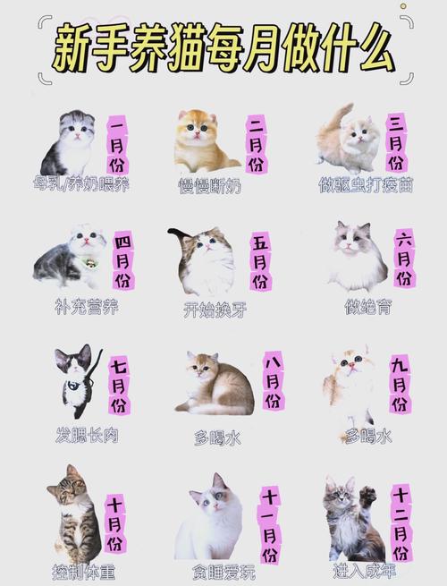 准备攻略与注意事项（第一次养猫注意事项）