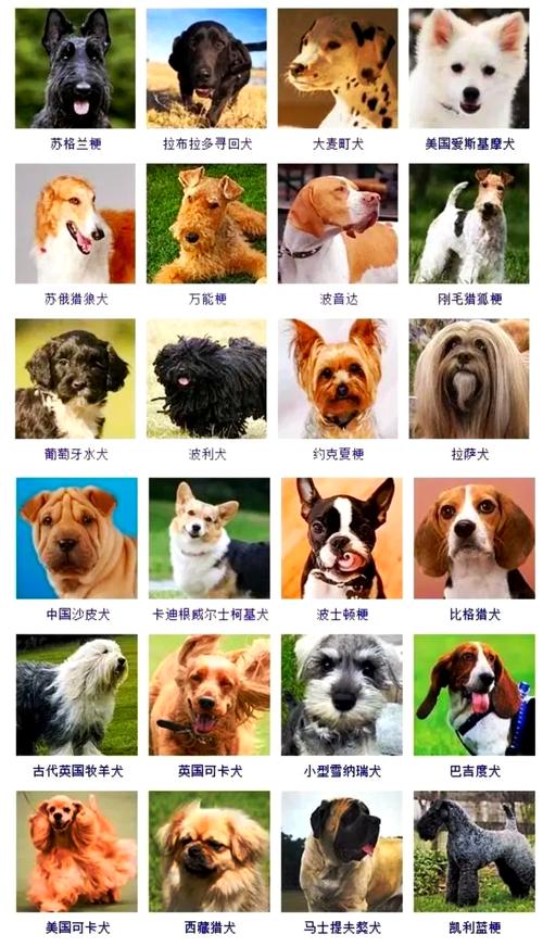 威猛忠诚守护神（大型狗的品种及图片）