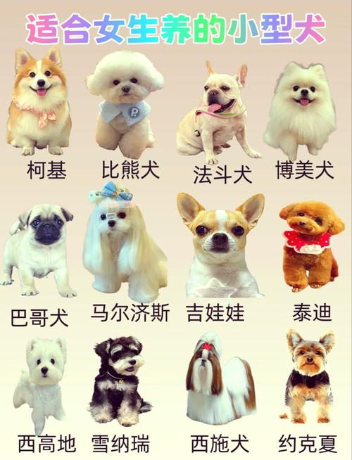 最受欢迎的十大迷你犬种（迷你小型狗狗排行榜前十名）