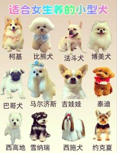 最受欢迎的十大迷你犬种（迷你小型狗狗排行榜前十名）