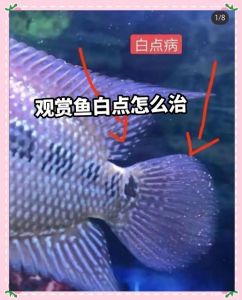 鱼缸鱼长白点？小瓜虫病防治全攻略（鱼缸里养的观赏鱼身上有白点）