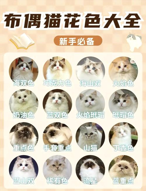 亲人易打理（布偶猫的特点）