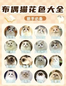亲人易打理（布偶猫的特点）