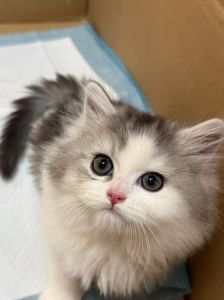 超粘人！这10种猫咪让你欲罢不能（最粘人的十种猫咪排名）