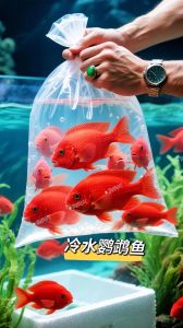 耐寒易养六种鱼推荐（耐低氧的冷水观赏鱼）