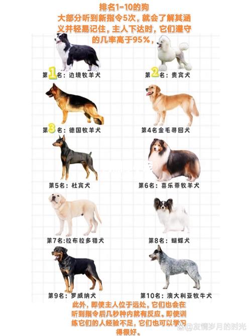 选狗狗看运动护理性格，适合家庭！（哪种宠物狗聪明好养活）