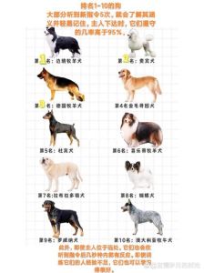 选狗狗看运动护理性格，适合家庭！（哪种宠物狗聪明好养活）
