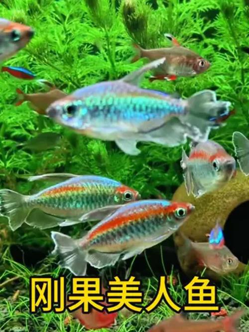 缤纷小鱼种类与养法（最漂亮小型观赏鱼的）