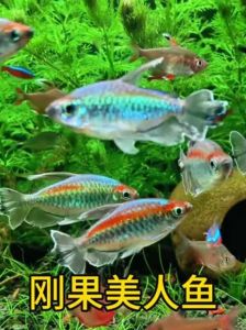 缤纷小鱼种类与养法（最漂亮小型观赏鱼的）