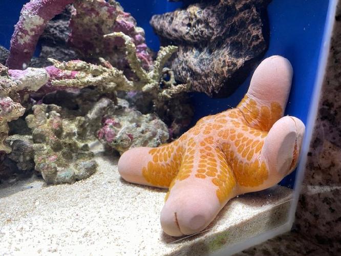 无鳍长腿，离开即融（水族馆里有什么两条腿的动物）
