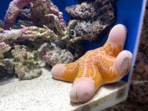 无鳍长腿，离开即融（水族馆里有什么两条腿的动物）