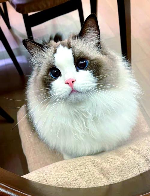 英短稳美短活异短静布偶黏（哪种猫温顺适易家养）