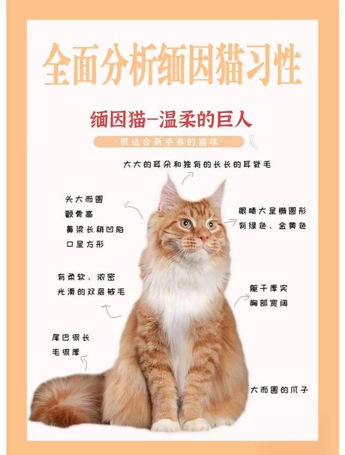 别让错误行为伤害你的猫！（猫咪养不熟的5大忌）