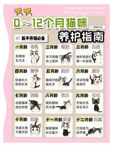 碗盆猫砂盆及日常护理指南（如何养猫新手教程）