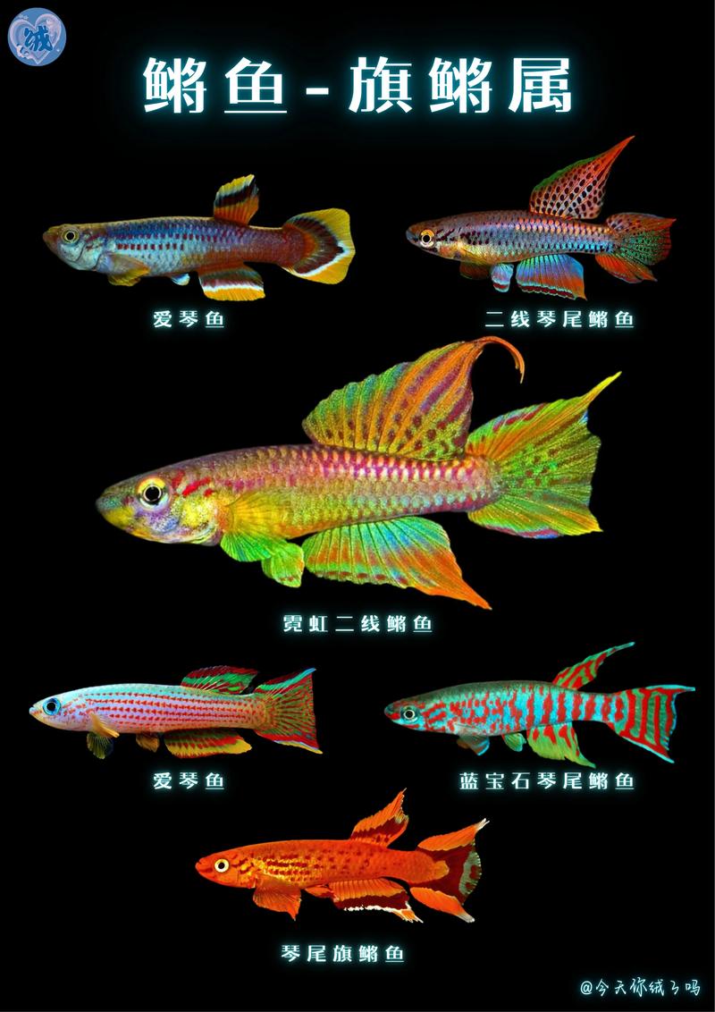 养鱼乐趣与治愈（观赏鱼颜值排行榜）