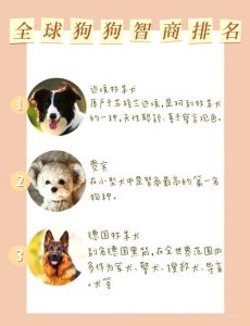边境牧羊犬居首！（宠物狗排名智商排名）