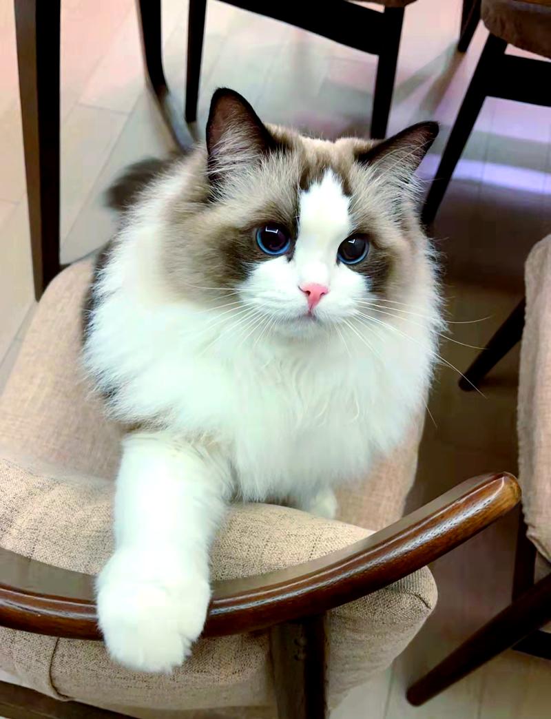 性格温顺猫咪推荐（那种小猫最温顺）