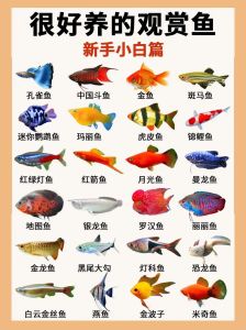 宝莲灯神仙鱼熊猫异型等（淡水观赏鱼颜值排名）
