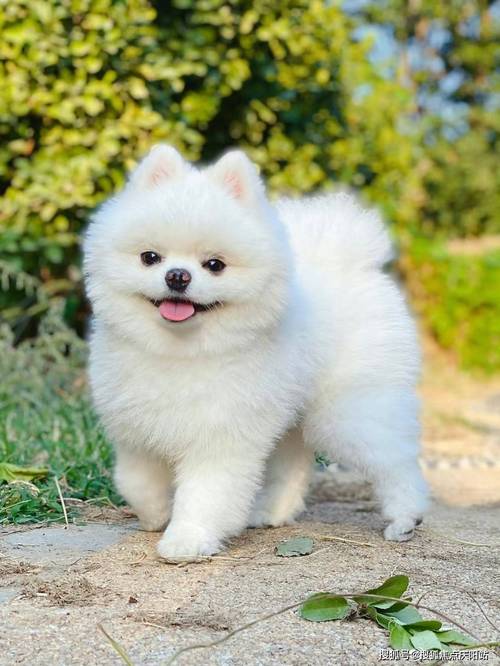 小型犬适合都市生活，粘人易打理（体型小好打理的宠物狗）