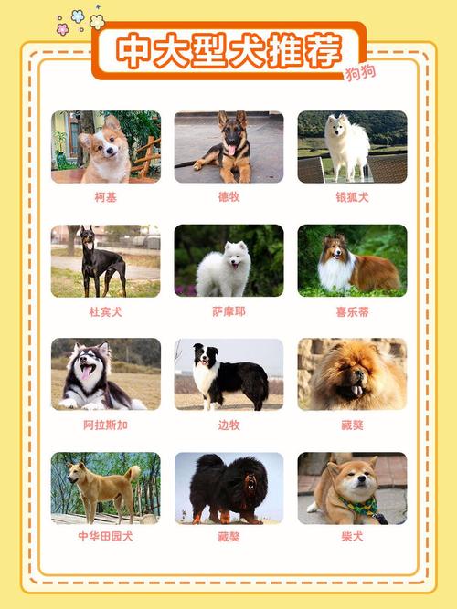 中大型犬选什么？拉布拉多德牧金毛贵宾对比（中大型宠物狗排名）